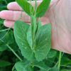 Survivor Peas - Image 2