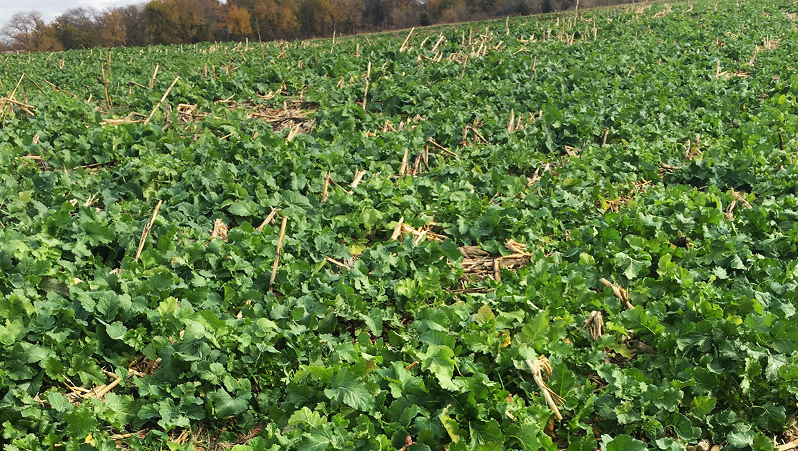 Benefits of Cover Crops Missouri Southern Seed
