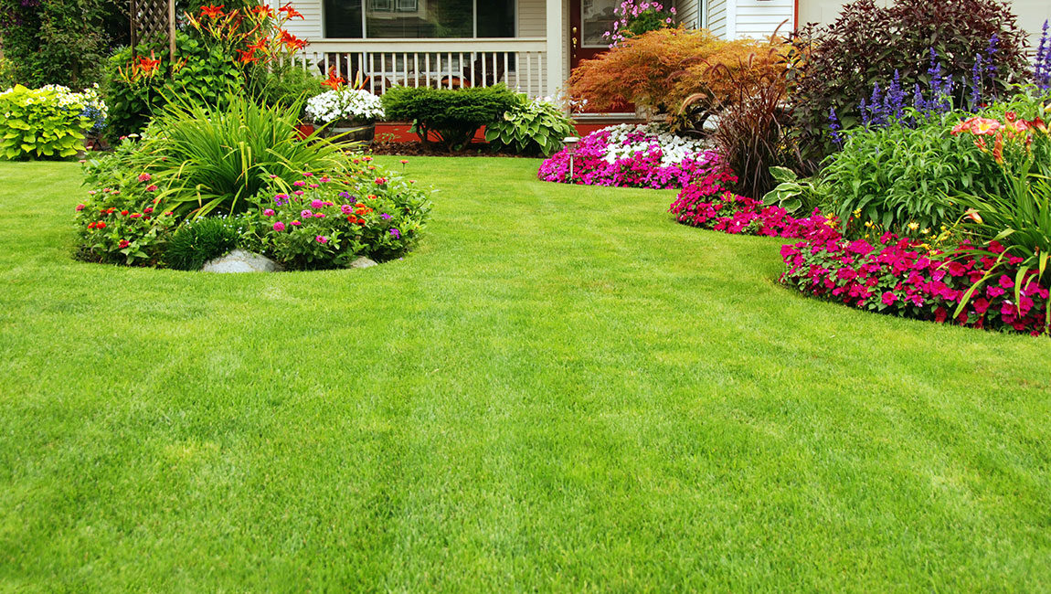 Immaculate Lawn