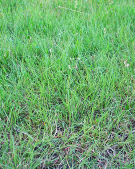 Buffalograss - Missouri Southern Seed