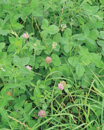 Cow★Lover Brand Clover