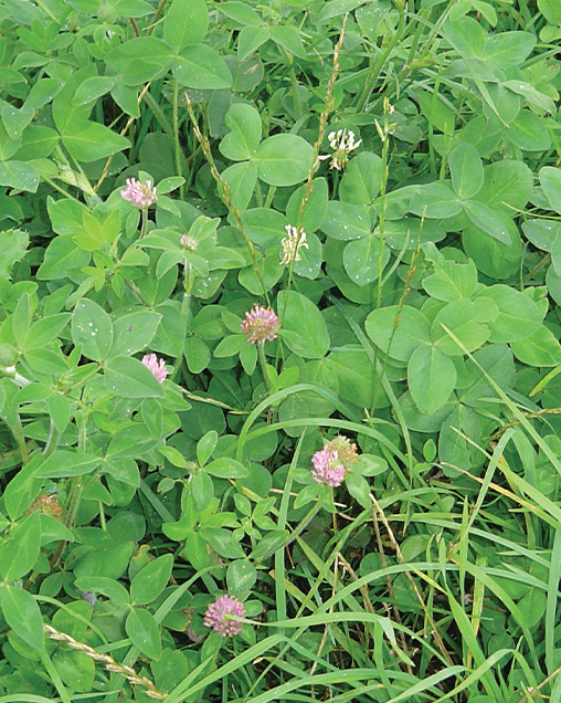 Cow★Lover Brand Clover