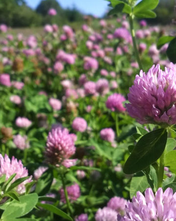Dynamite Red Clover