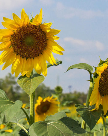 Hybrid Sunflower