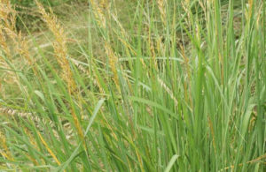 Indiangrass