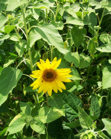 Peredovic Sunflower