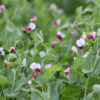 Survivor Peas
