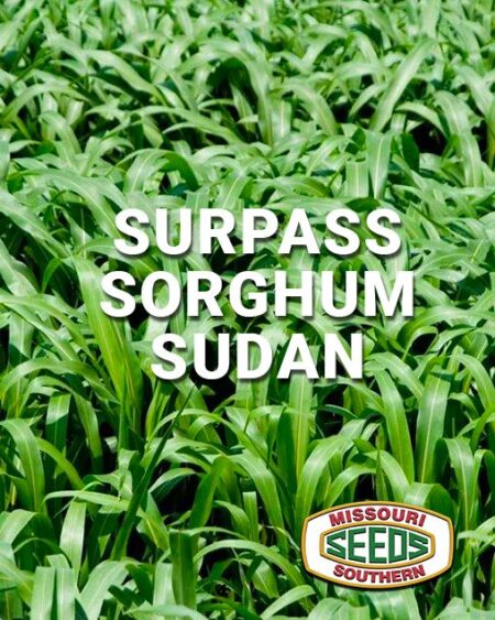 Surpass Sorghum Sudan