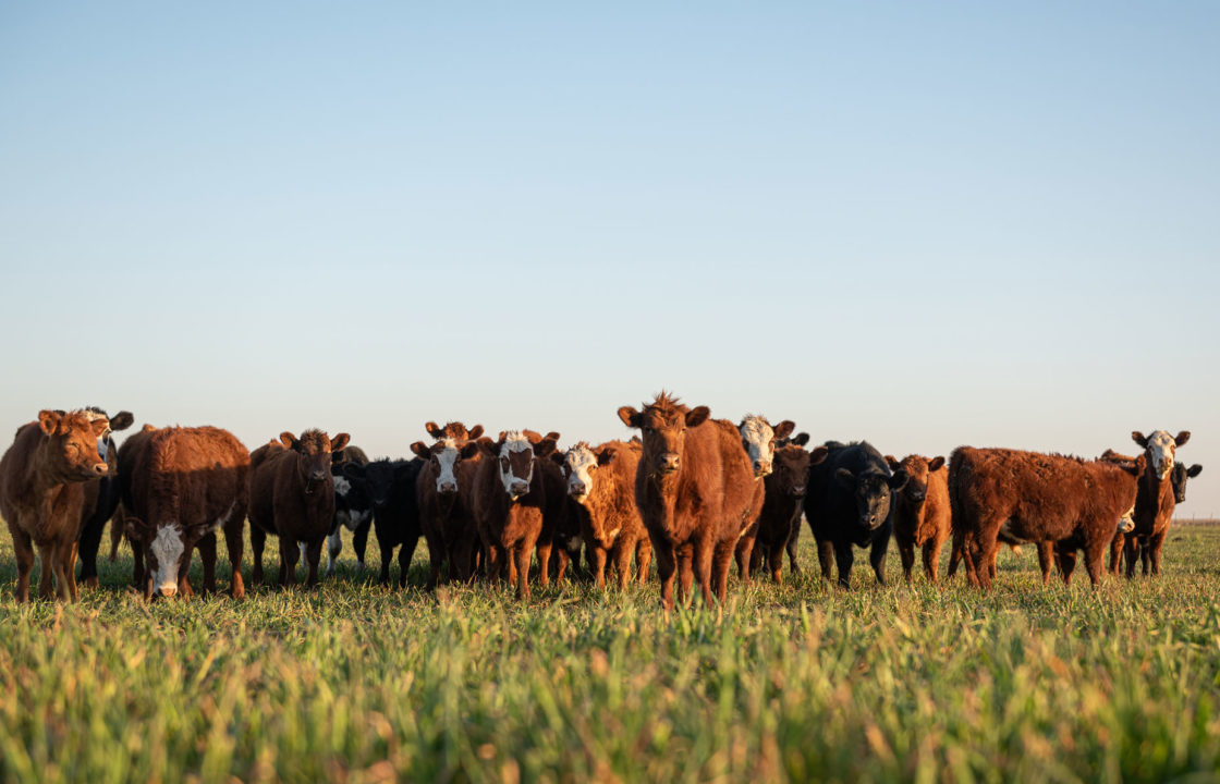 Cattle in Forage Grass