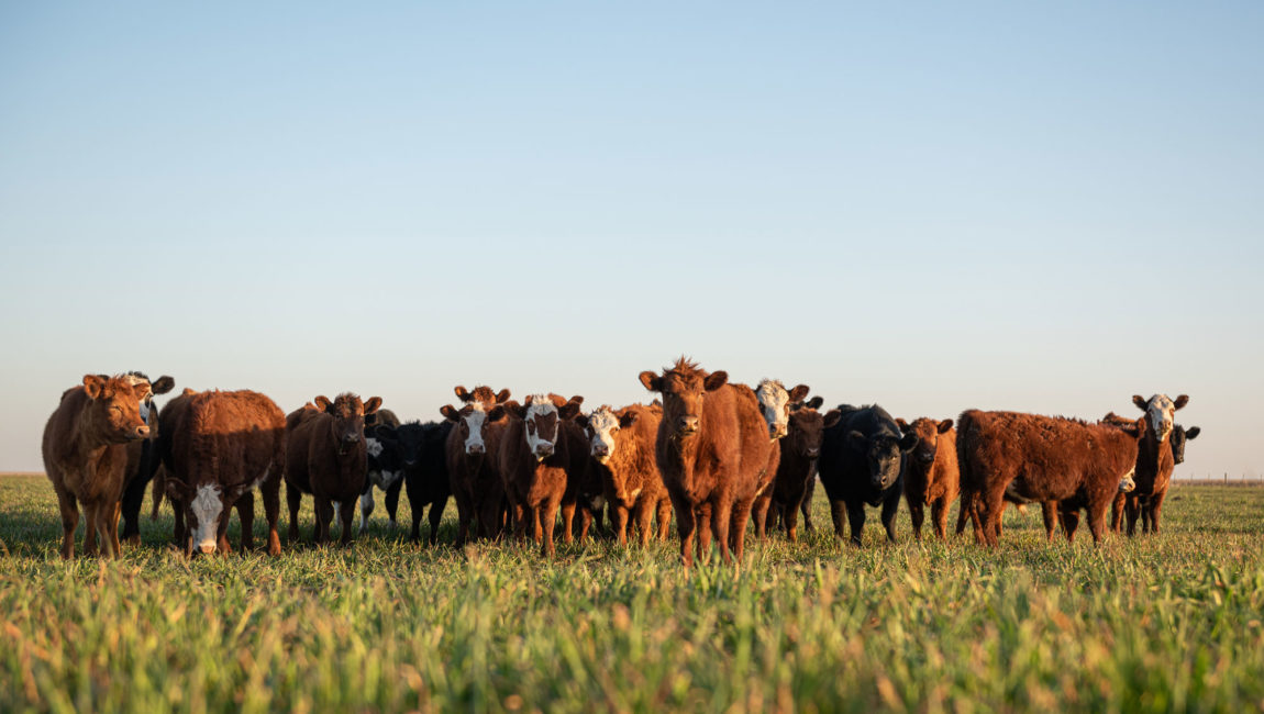 Cattle in Forage Grass