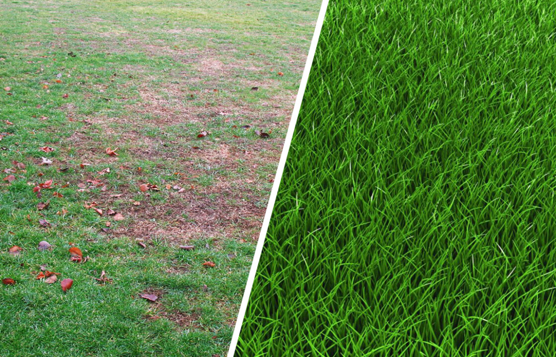 Know Your Lawn Mixes