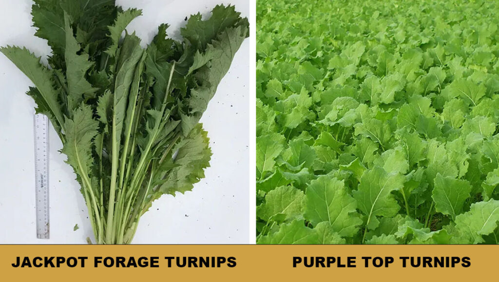 'Turnip' Up a Notch Missouri Southern Seed