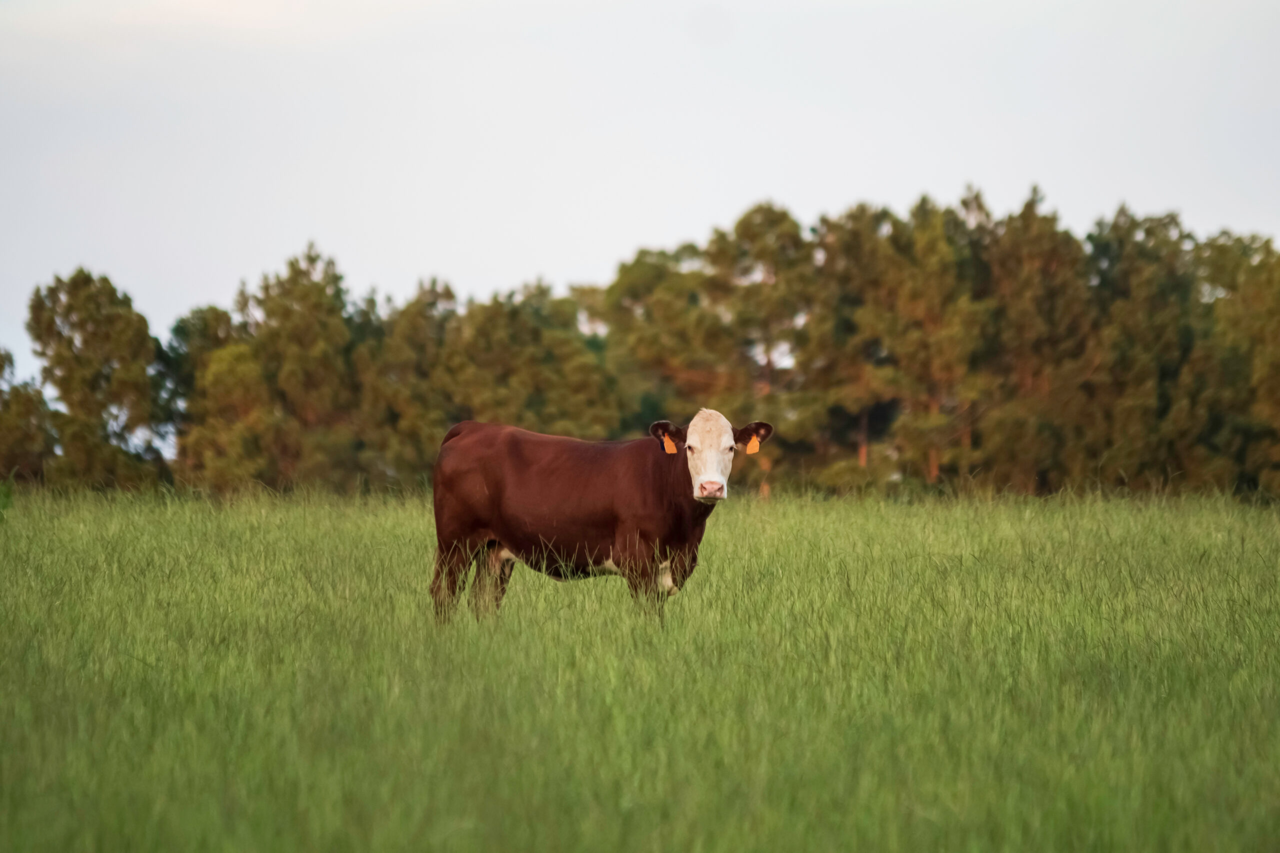 Maintaining Pasture Health for your Grazers