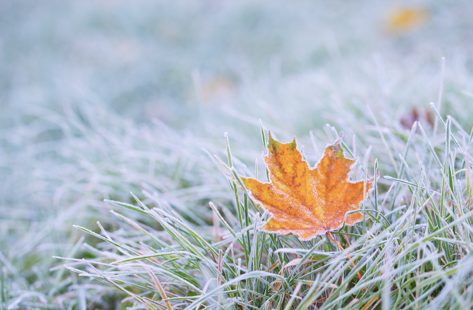 Image of frost on a fall leaf