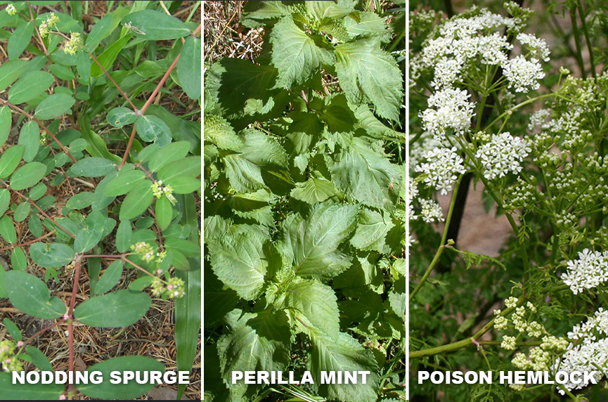 Examples of weeds that commonly need weed control in pastures