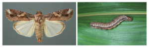 controlling pests in your yard, fall armyworm