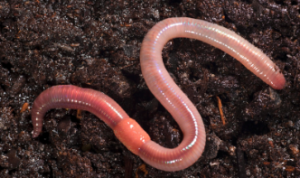 Controlling pests in your yard, earthworm
