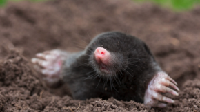 controlling pests in your yard, moles