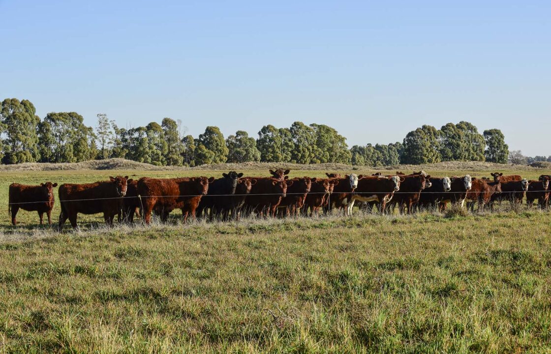 cows grazing