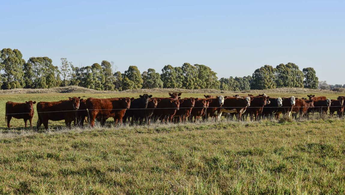 cows grazing