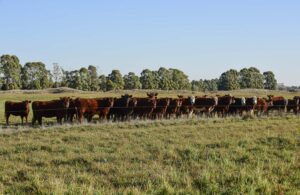 cows grazing