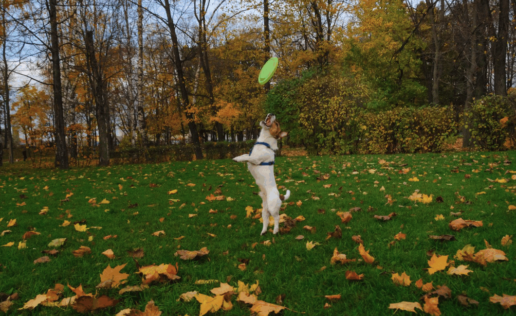 dog in fall leaves