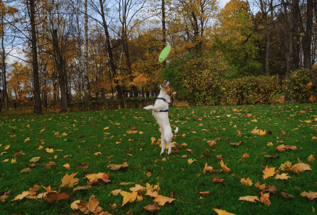 dog in fall leaves