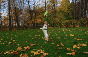 dog in fall leaves