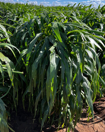 Evermore BMR Sorghum