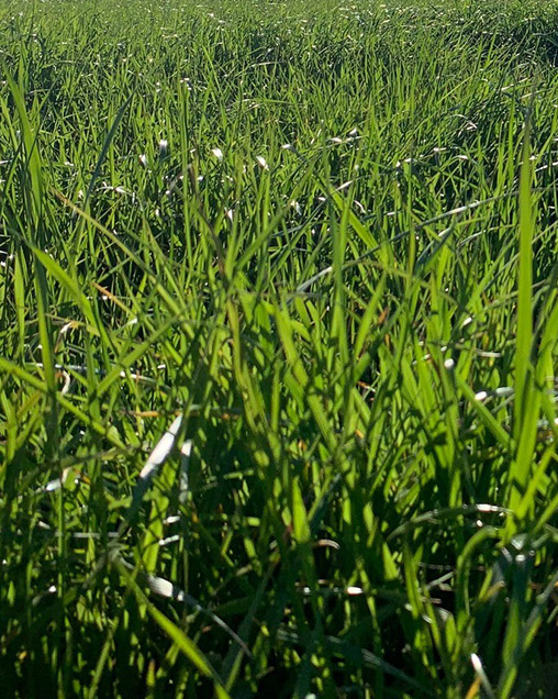 TetraPrime Italian Ryegrass