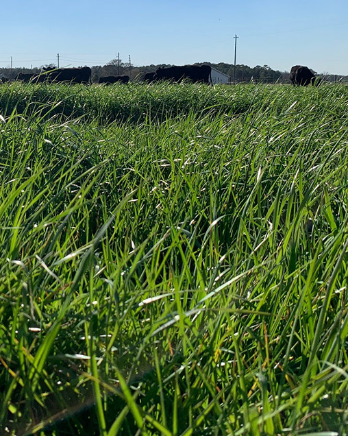 TetraPrime Italian Ryegrass - Image 2