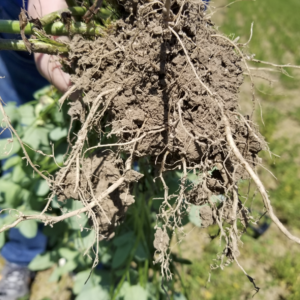Q Red Clover Root